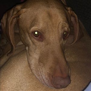 Meet your Posher, Heidi